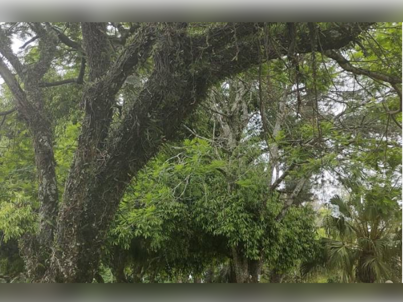 Pelotas sedia 15º Fórum Gaúcho de Arborização nesta semana