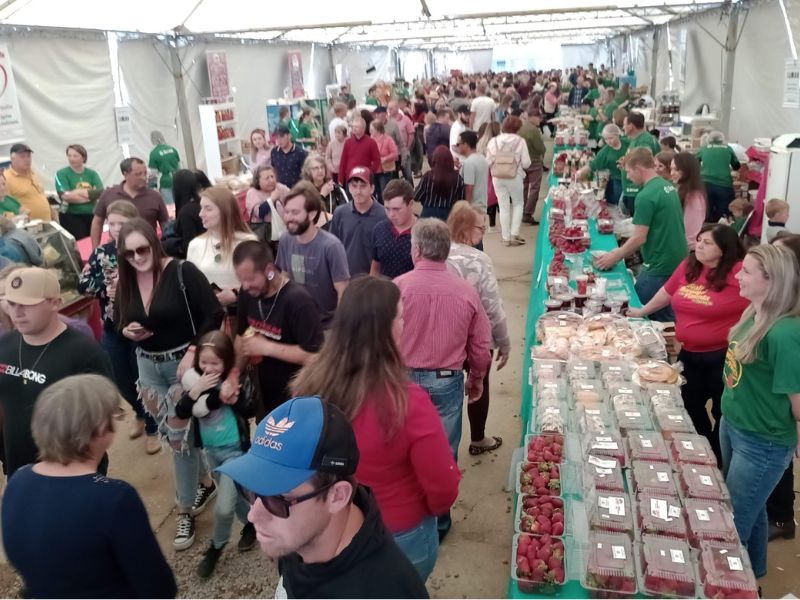9ª edição da Festa do Morango e da Pimenta de Turuçu acontece de 15 a 17 de novembro