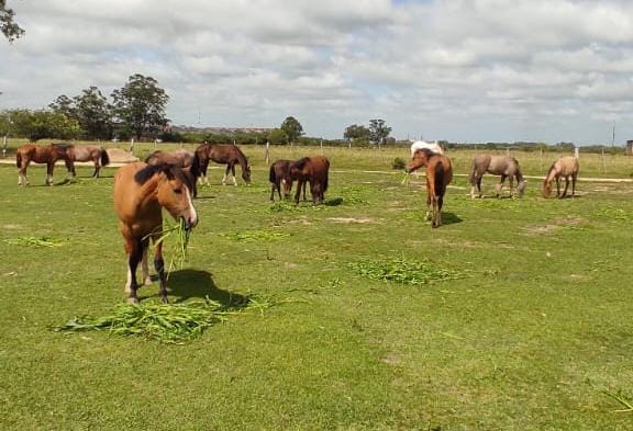 Hospedaria em Pelotas dispõe de 11 equinos para doação