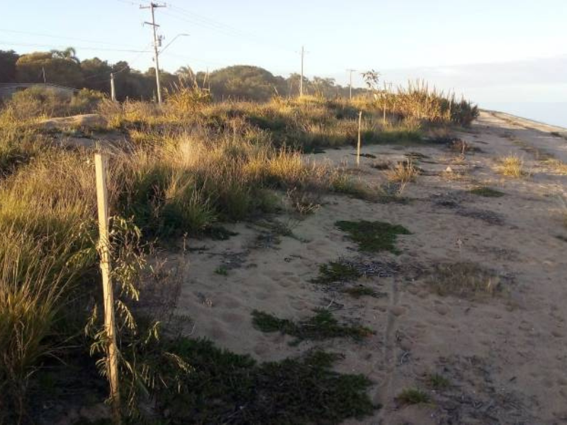 Prefeitura de Pelotas amplia arborização entre a Mata do Totó e a Z3