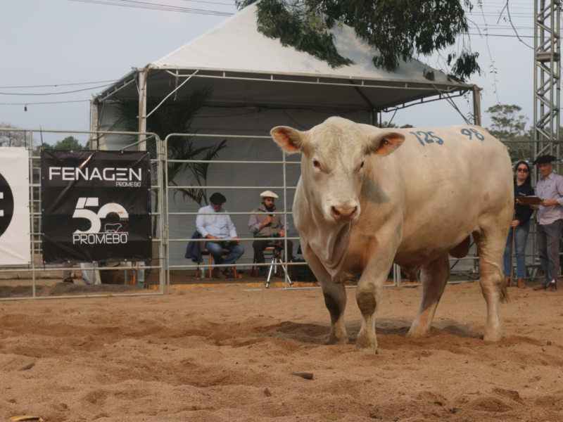 3ª Fenagen Promebo tem início nesta quarta-feira (1º) na Associação Rural de Pelotas