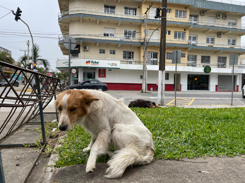 Abandono de animais em Pedro Osório pode gerar multa de mais R$ 1 mil