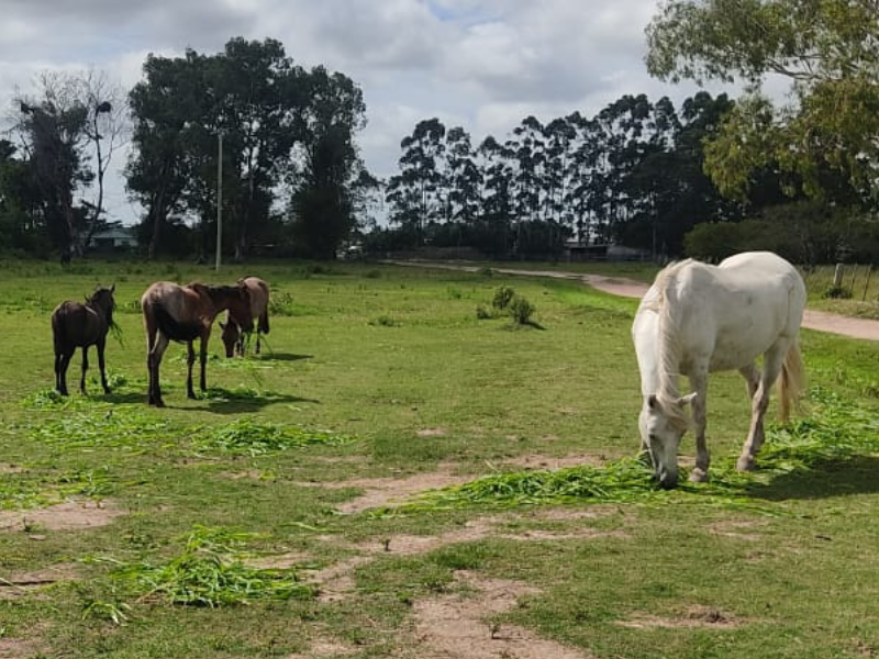 Prefeitura de Pelotas tem 12 equinos para doar a interessados