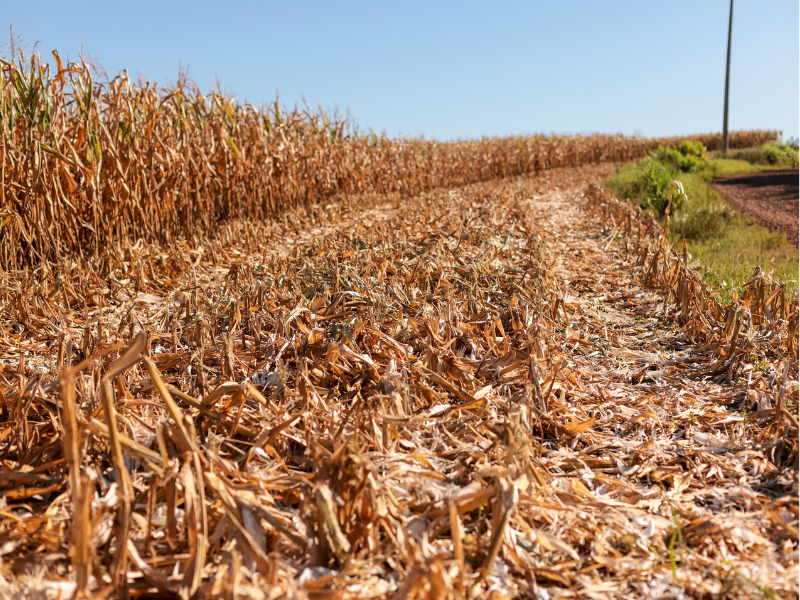 Primavera começa sob a sombra da La Niña
