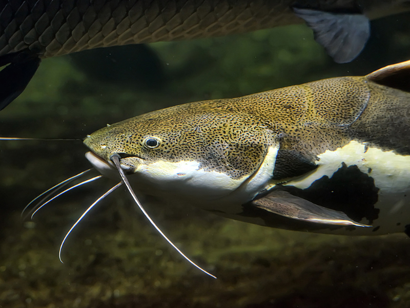 Justiça mantém proibição de pesca de bagres na Lagoa dos Patos