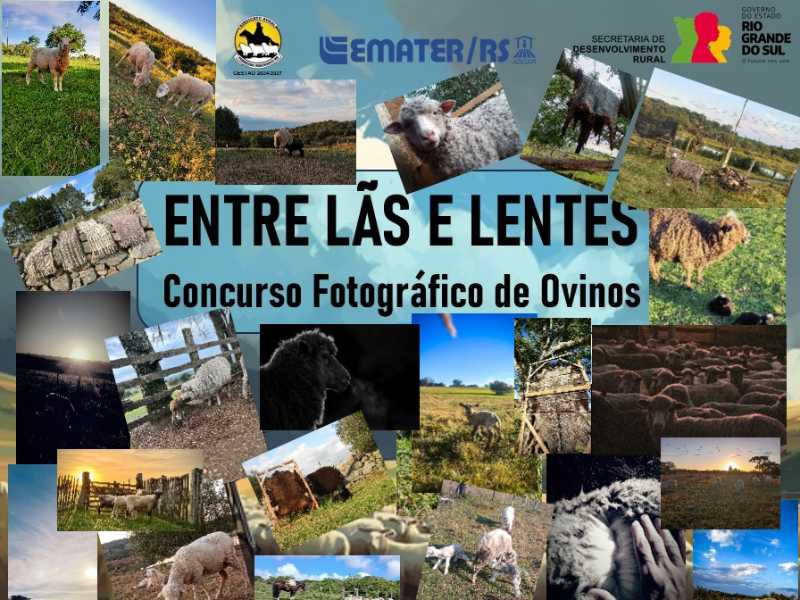 Pinheiro Machado: Votação online define finalistas do concurso fotográfico Entre Lãs e Leites