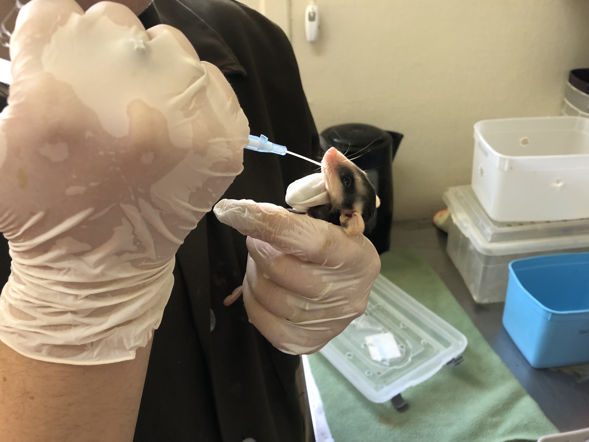Referência na Zona Sul, fauna silvestre encontra abrigo e tratamento no Nurfs
