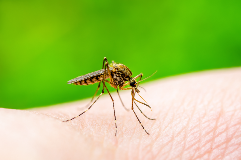 Rio Grande ultrapassa 650 focos do Aedes aegypti e intensifica alerta para prevenção da dengue