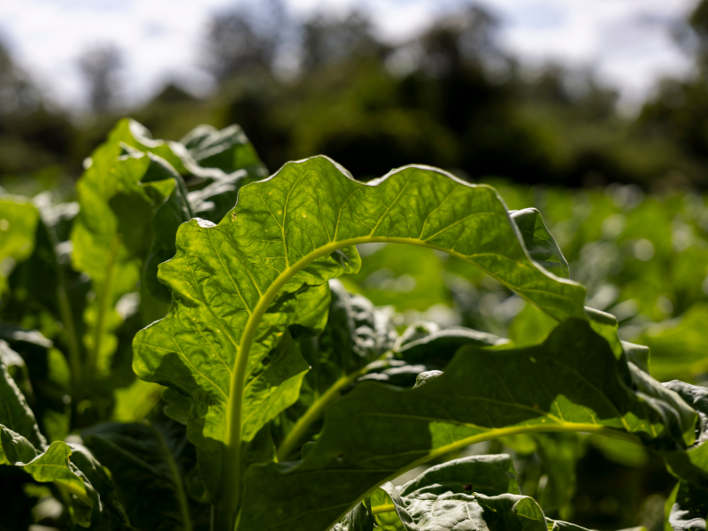 Venda do tabaco assegura mais de R$ 117 milhões de ICMS aos municípios do RS