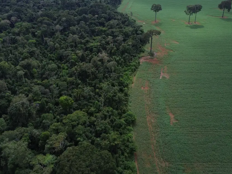 Brasil reduz em 42% perdas florestais em 2025, aponta estudo