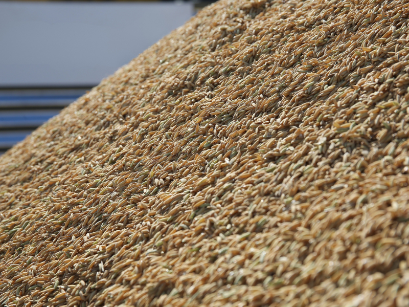 Federarroz avalia como positivo leilão de Pepro e defende novo edital para o arroz