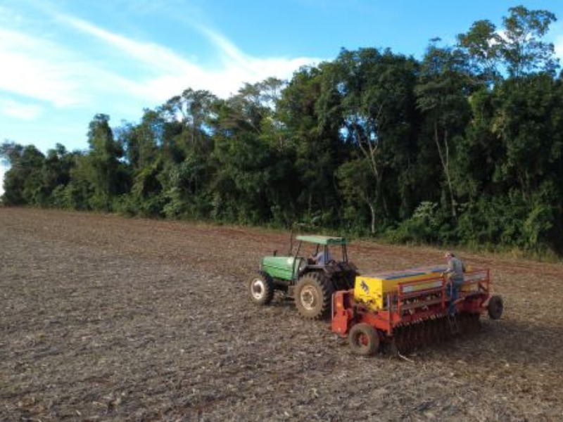 Semeadura do trigo avança no RS, mas projeções indicam redução da área cultivada