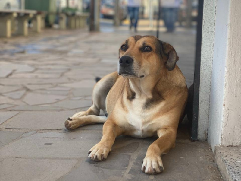 Programa oferecerá castrações gratuitas de cães e gatos em Canguçu