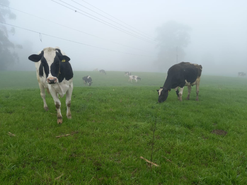 Frio favorece vacas Holandesas, mas umidade exige cuidados no inverno gaúcho
