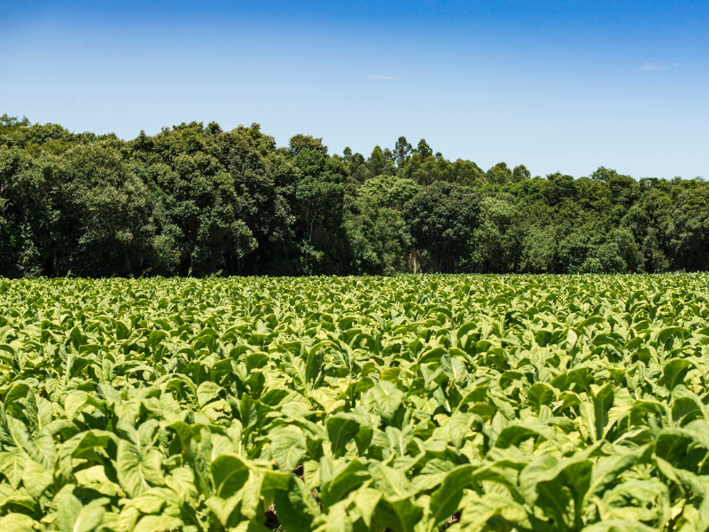 Produtores de tabaco mantêm 156 mil hectares de florestas plantadas na Região Sul Reflorestamento ocupa cerca de 156 mil hectares nas propriedades de fumicultores da Região Sul e representa um potencial econômico superior a R$ 540 milhões. (Foto: Divulgação)