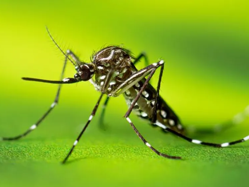 Rio Grande chega a 667 focos do Aedes aegypti em 2026