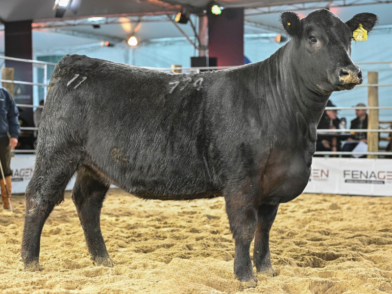 Angus e Ultrablack revelam grandes campeões no segundo dia da 3ª Fenagen