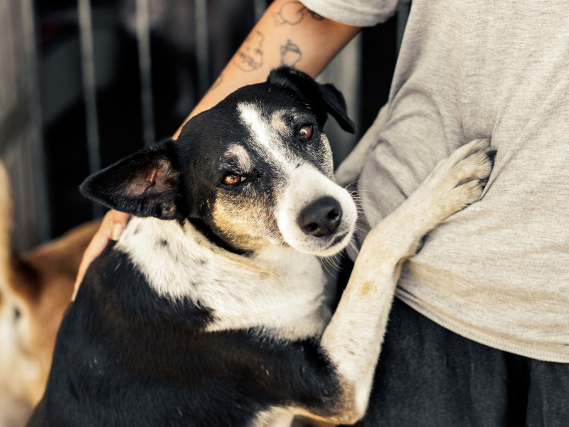 Campanha incentiva adoção de animais do Canil Municipal de Pelotas