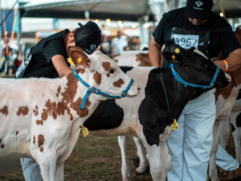 Gadolando abre inscrições da raça Holandesa para a 49ª Expointer