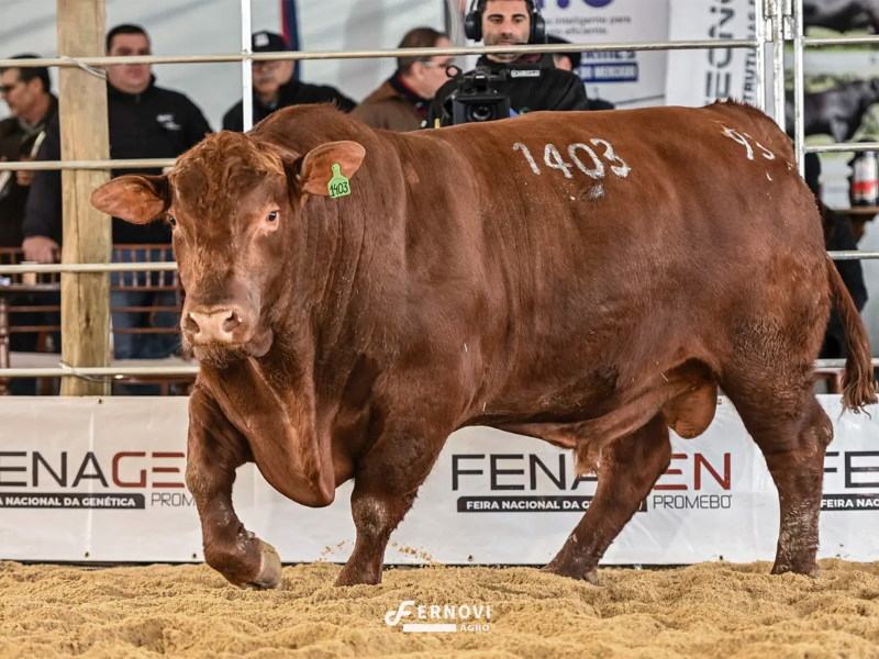 Fenagen consolida espaço no calendário da pecuária com foco em genética e inovação