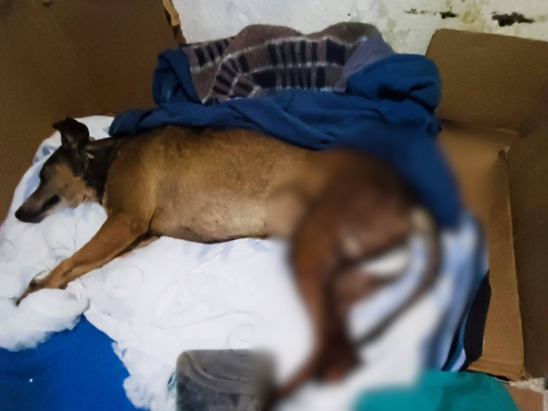 Caso de maus-tratos a cachorro gera indignação e mobiliza comunidade de Arroio Grande